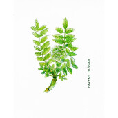 Ulei esential tamaie BIO 5ml, FLORAME