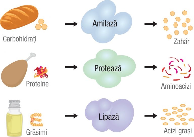 sinteza la nivelul pancreasului